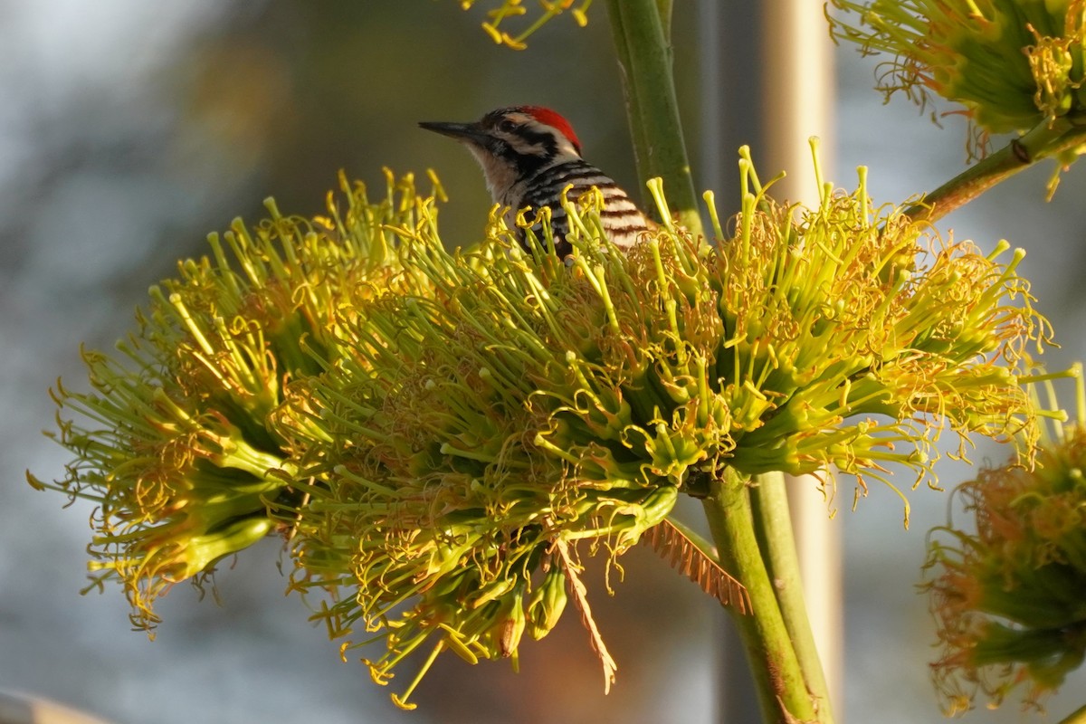 Ladder-backed Woodpecker - ML617597240