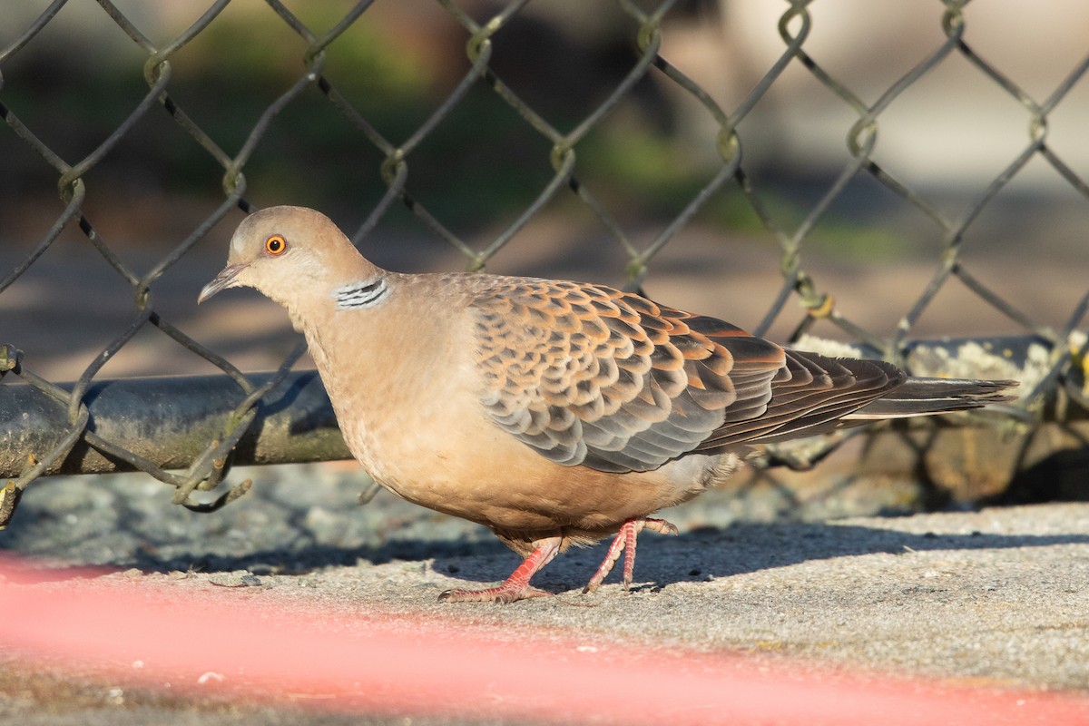 Oriental Turtle-Dove - ML617597265