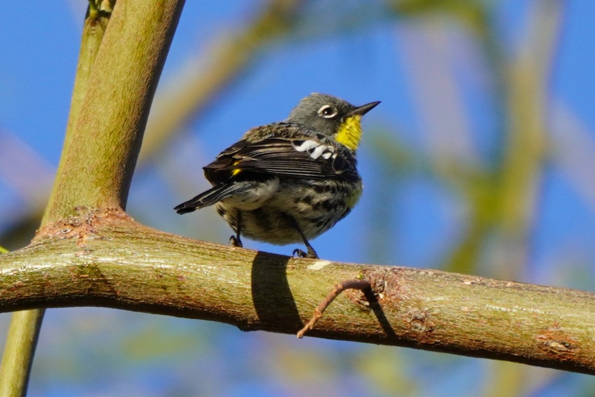 Yellow-rumped Warbler - ML617597298