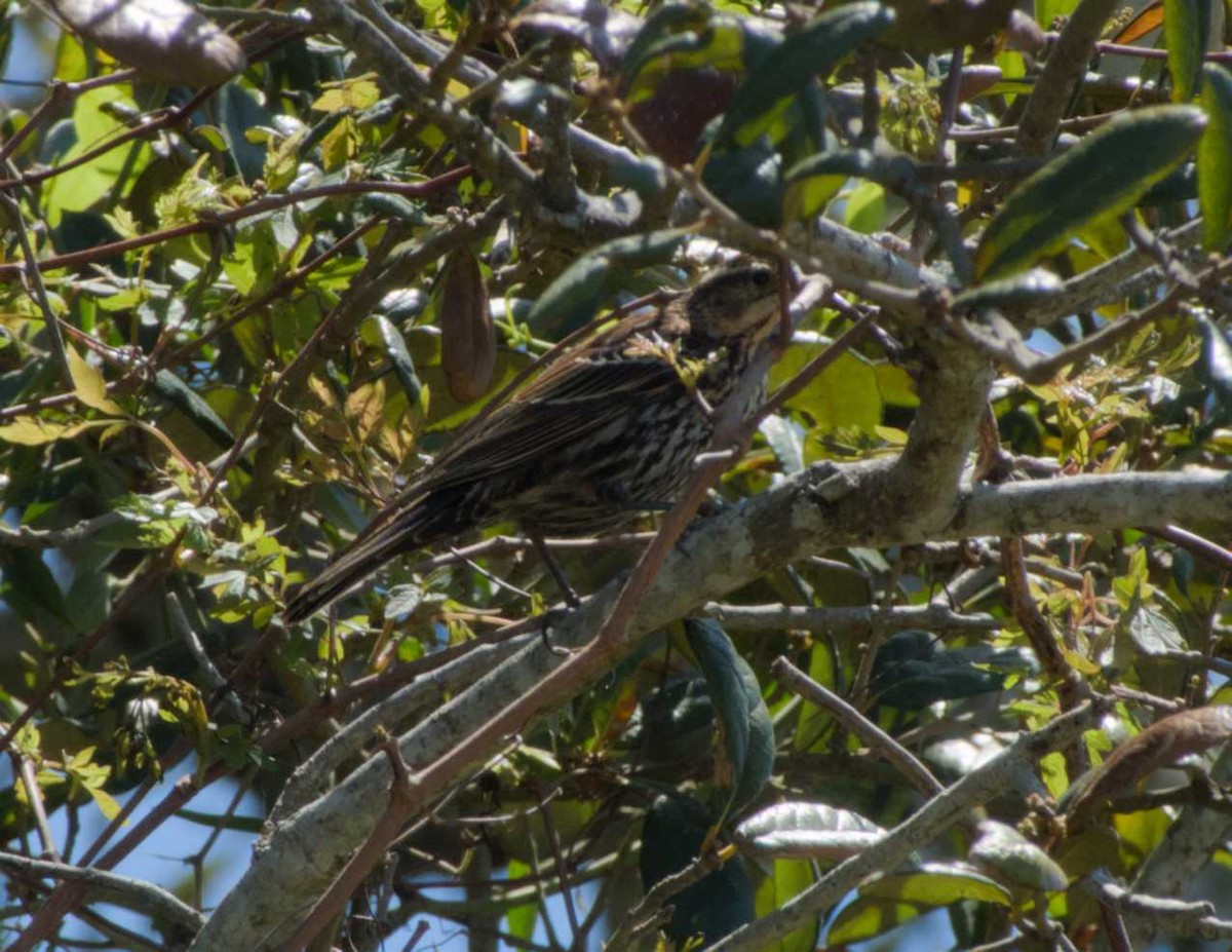 Yellow-throated Warbler - Caleb Evert