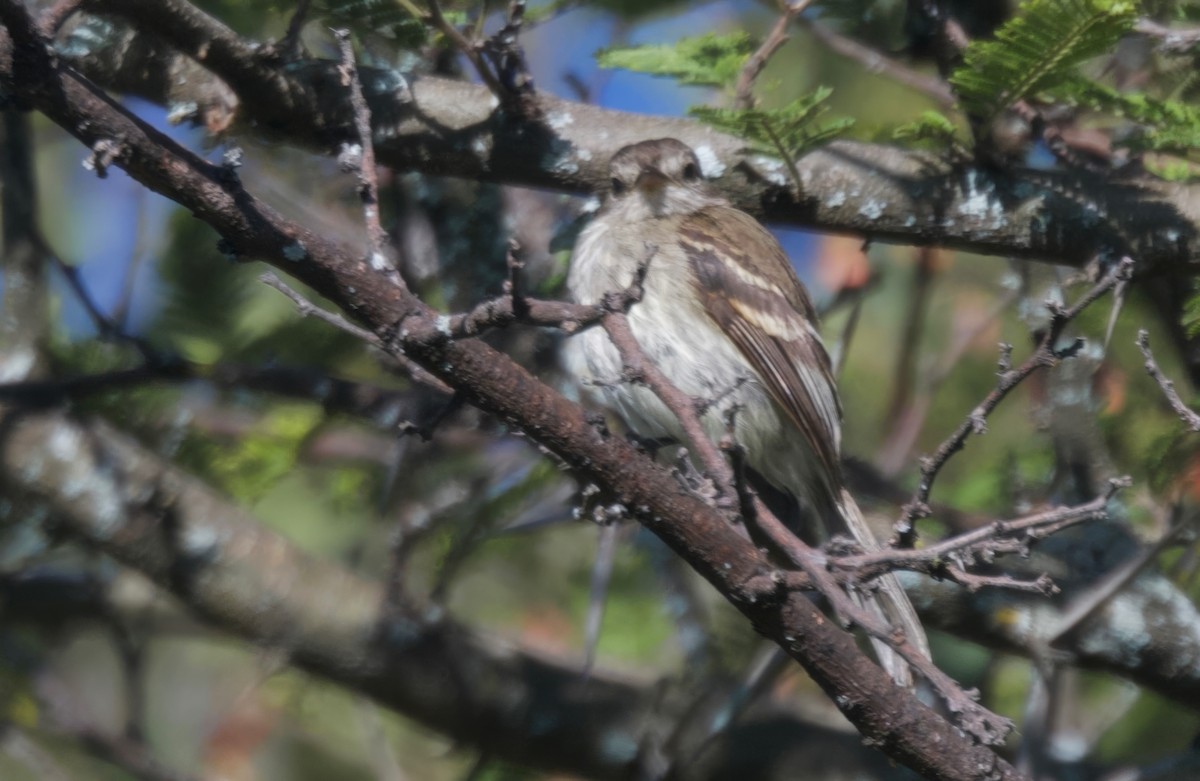 Marañon Tyrannulet - ML617597370