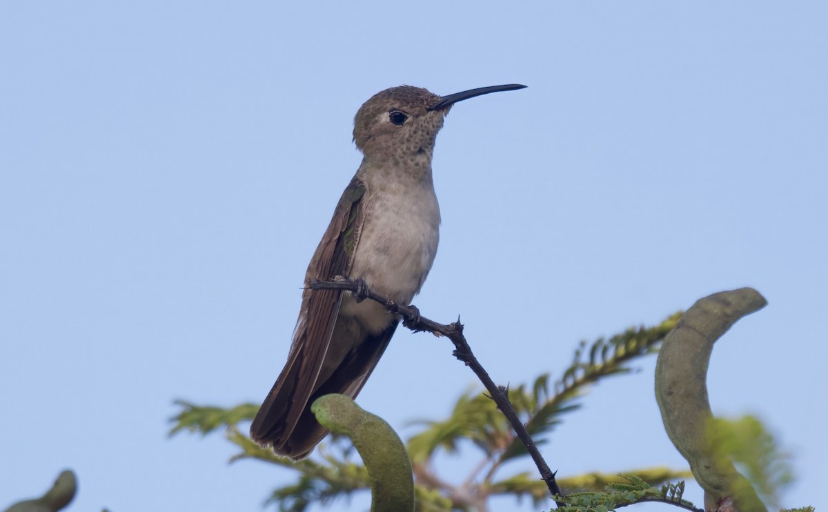 Spot-throated Hummingbird - Ken Rosenberg