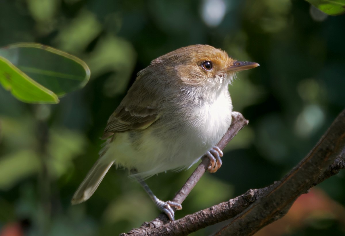 Fulvous-faced Scrub-Tyrant - ML617597407