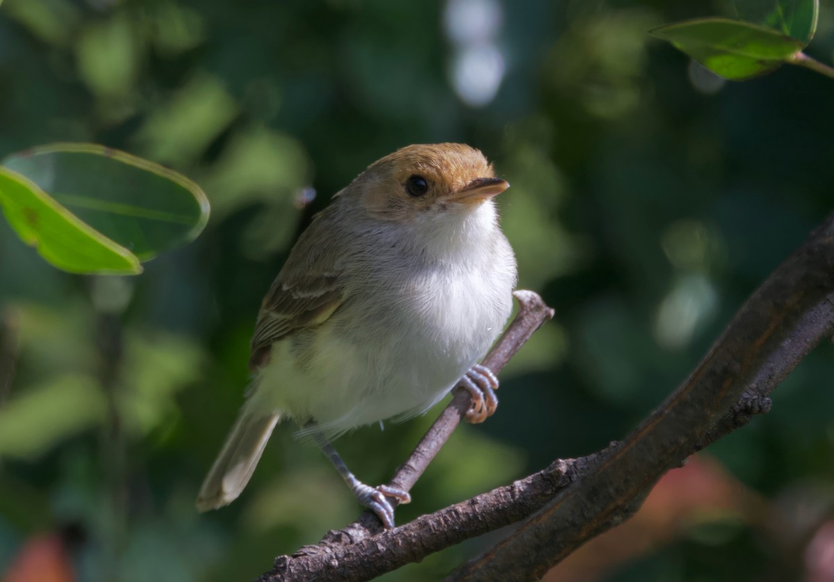 Fulvous-faced Scrub-Tyrant - ML617597408