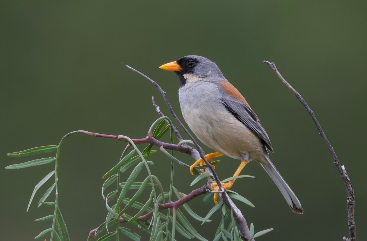 Buff-bridled Inca-Finch - ML617597458