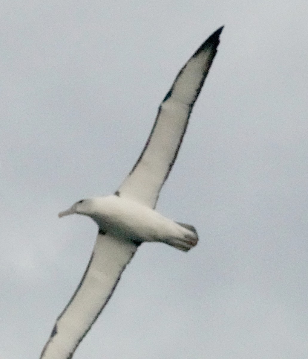 Tasmanalbatros (steadi) - ML617597468