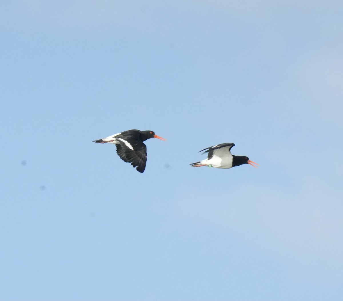 Pied Oystercatcher - Matt Hughes