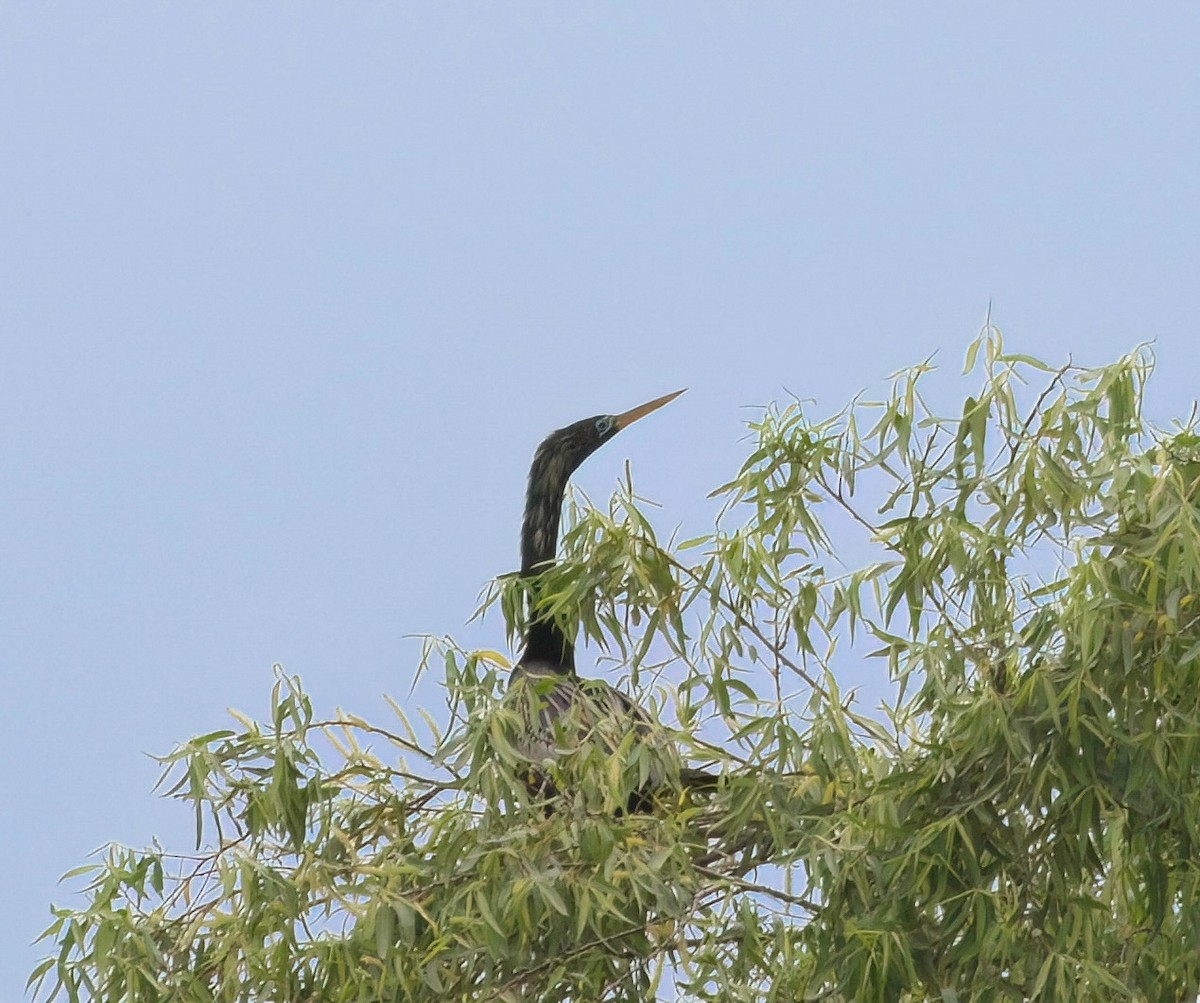 Anhinga Americana - ML617597531