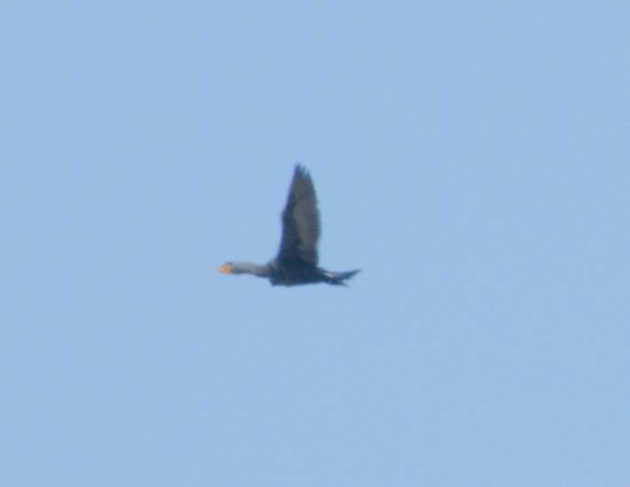Double-crested Cormorant - ML617597544