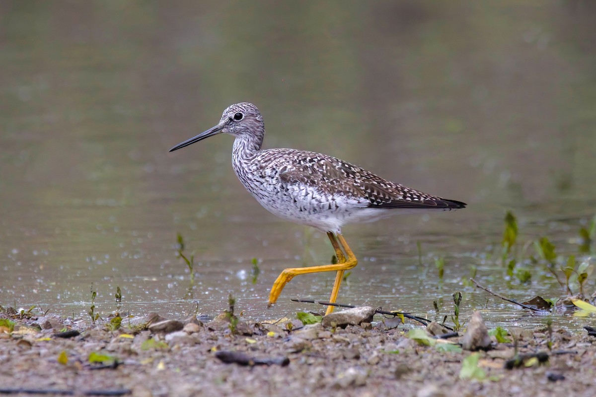 Greater Yellowlegs - Kyle Bess