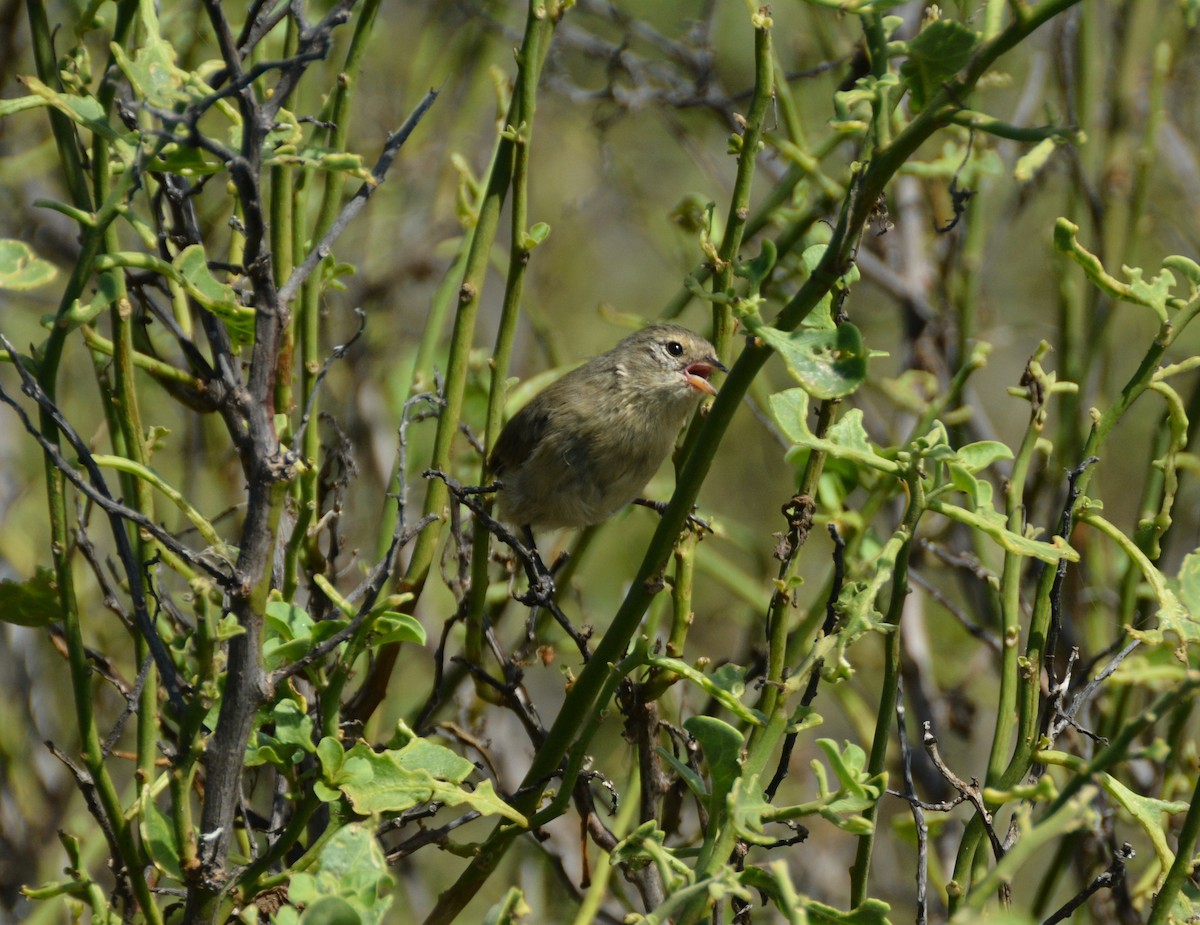 Gray Warbler-Finch - ML617597606