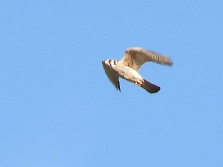 American Kestrel - ML617597657