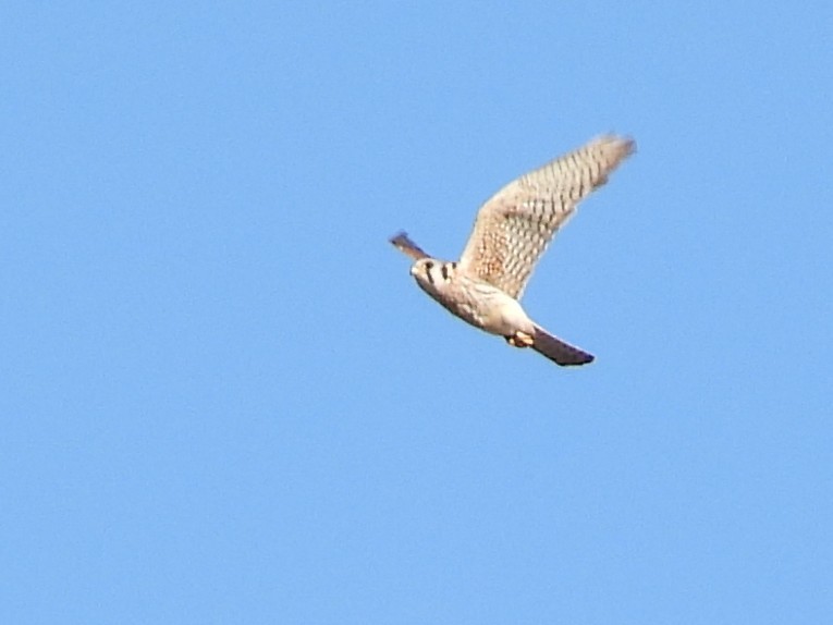 American Kestrel - ML617597659