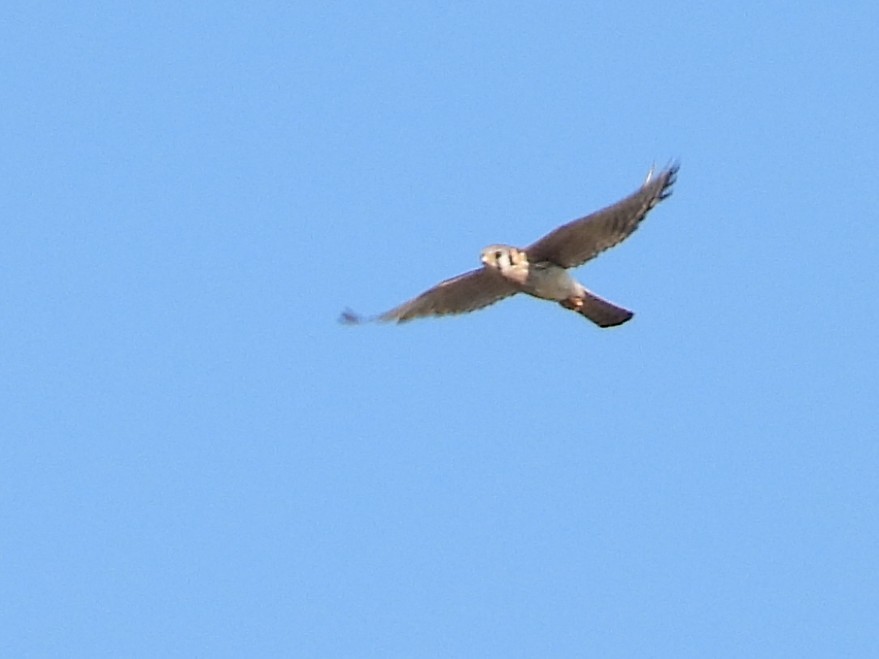 American Kestrel - ML617597660