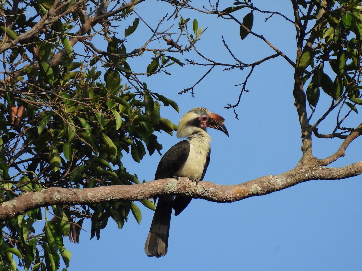 Luzon Hornbill - ML617597661