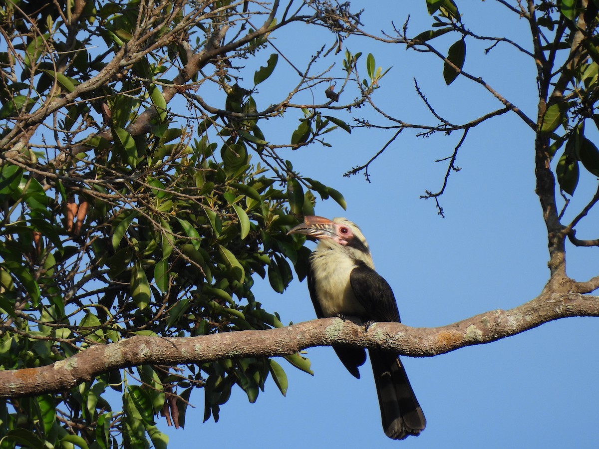 Luzon Hornbill - ML617597663