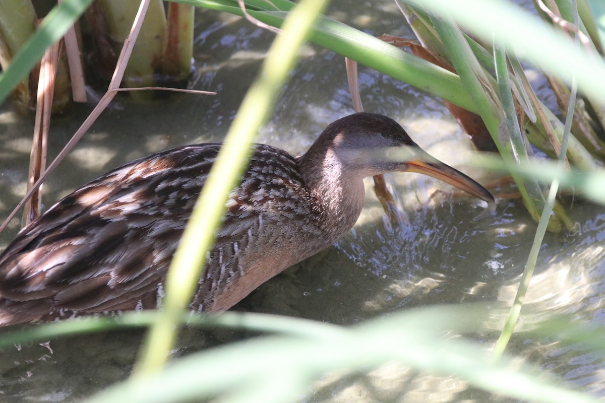 Clapper Rail - ML617597668