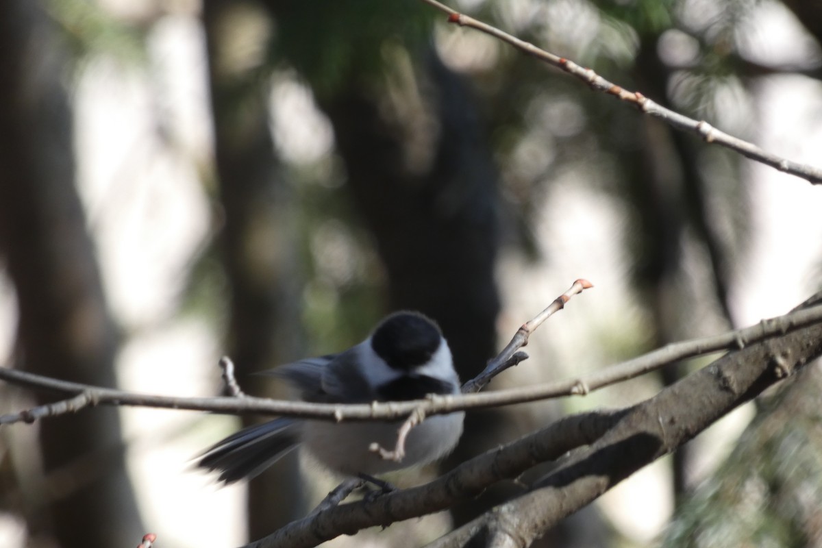 Black-capped Chickadee - ML617597681