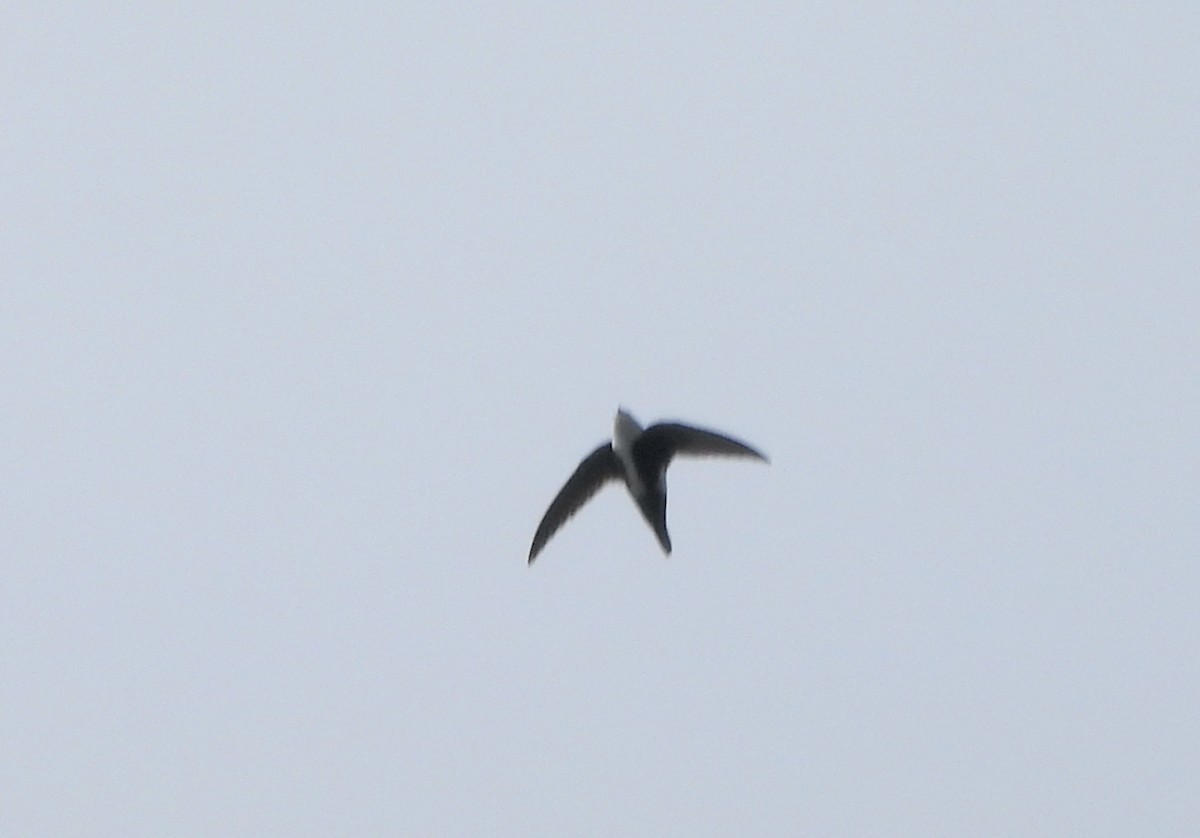 White-throated Swift - Rudyard Wallen