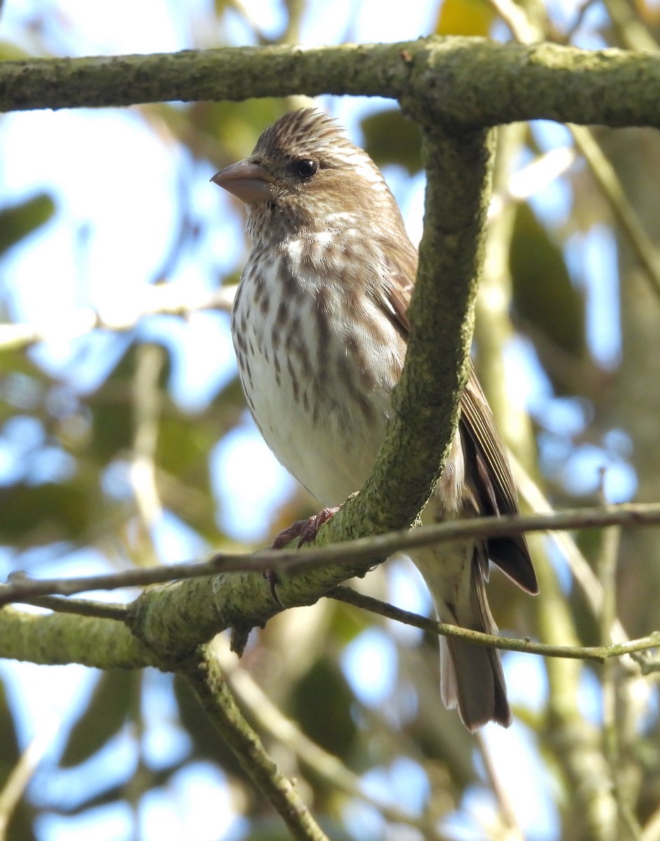 Purple Finch (Western) - Rudyard Wallen