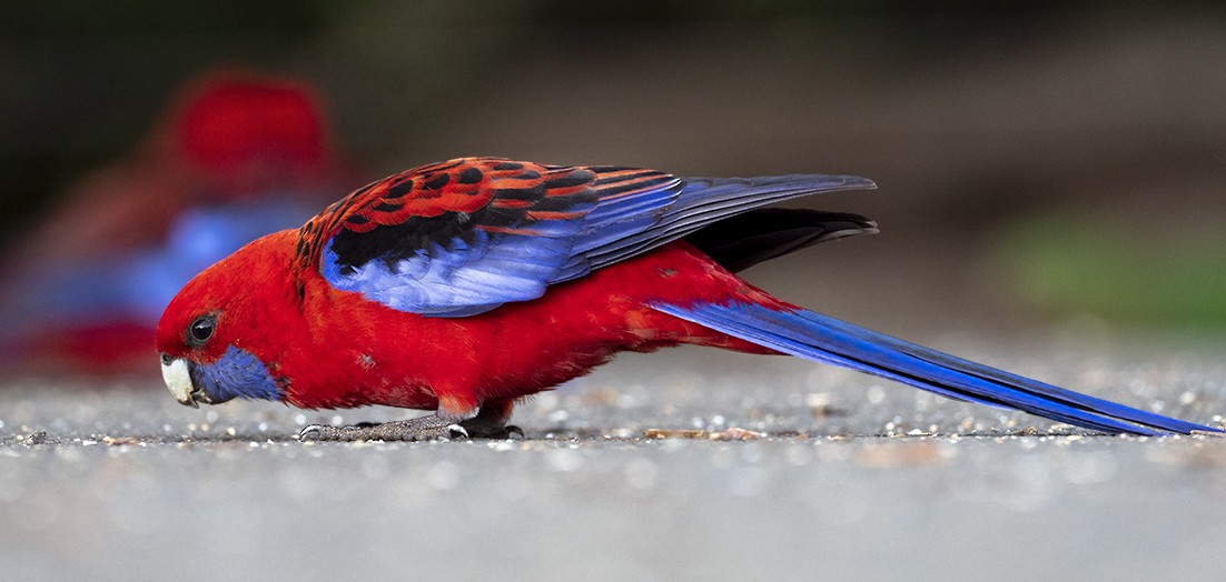 Crimson Rosella - ML617597797