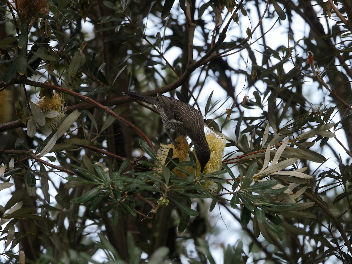 Little Wattlebird - ML617597831