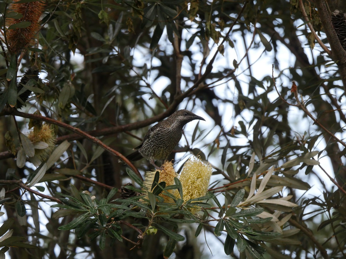 Little Wattlebird - ML617597833