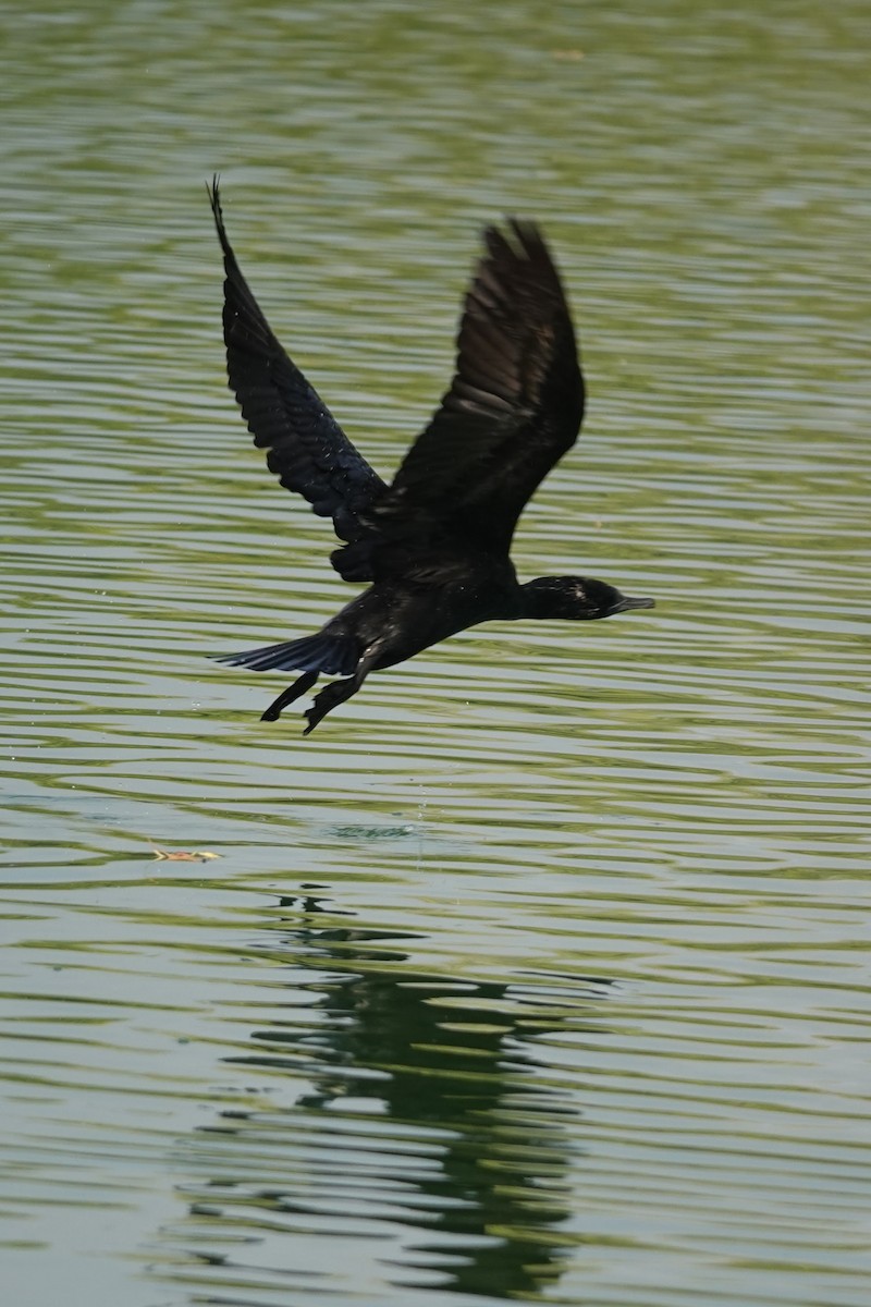 Cormorán Totinegro - ML617597836