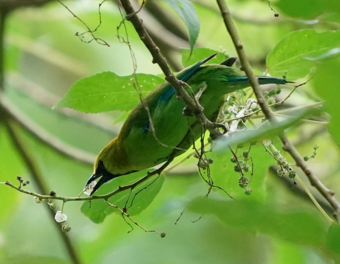 Blue-winged Leafbird - ML617597875