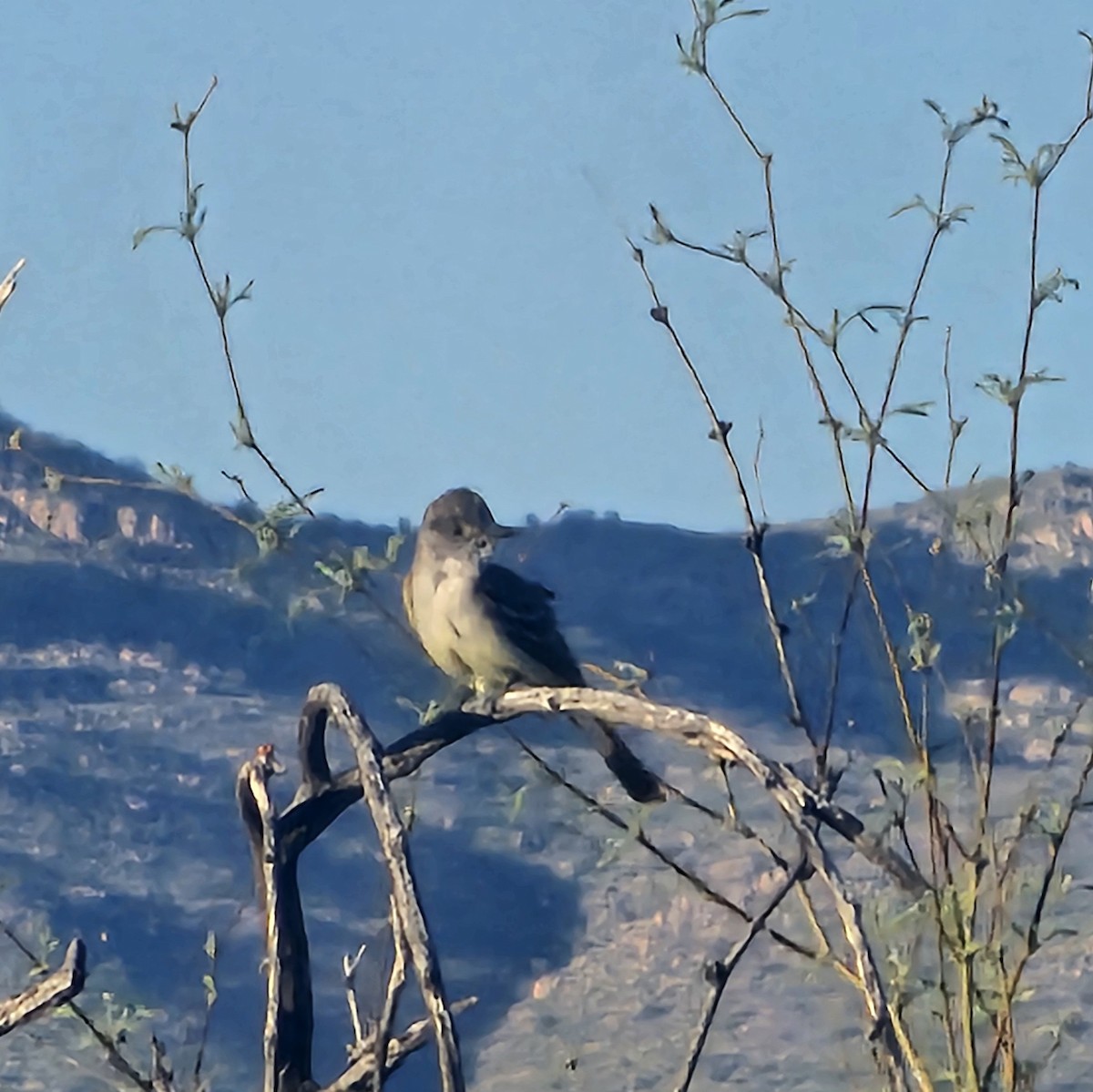 Gray Flycatcher - Graeme Hinde