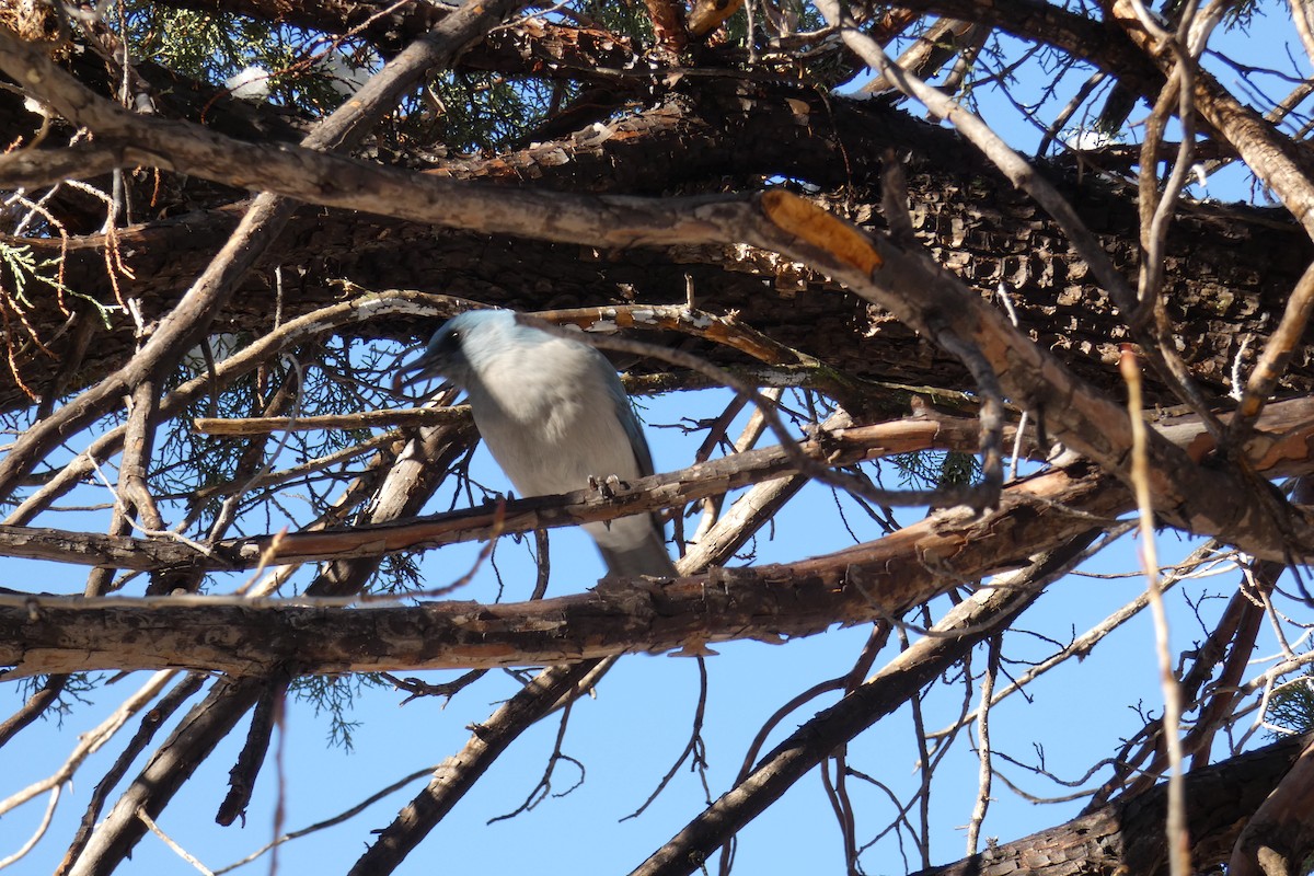 Mexican Jay - Andrew Hillman