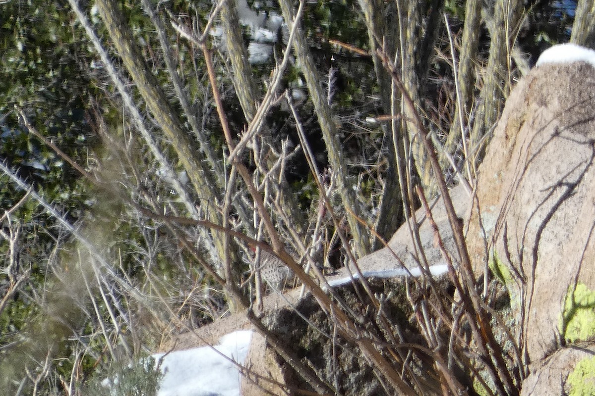 Northern Flicker - Andrew Hillman