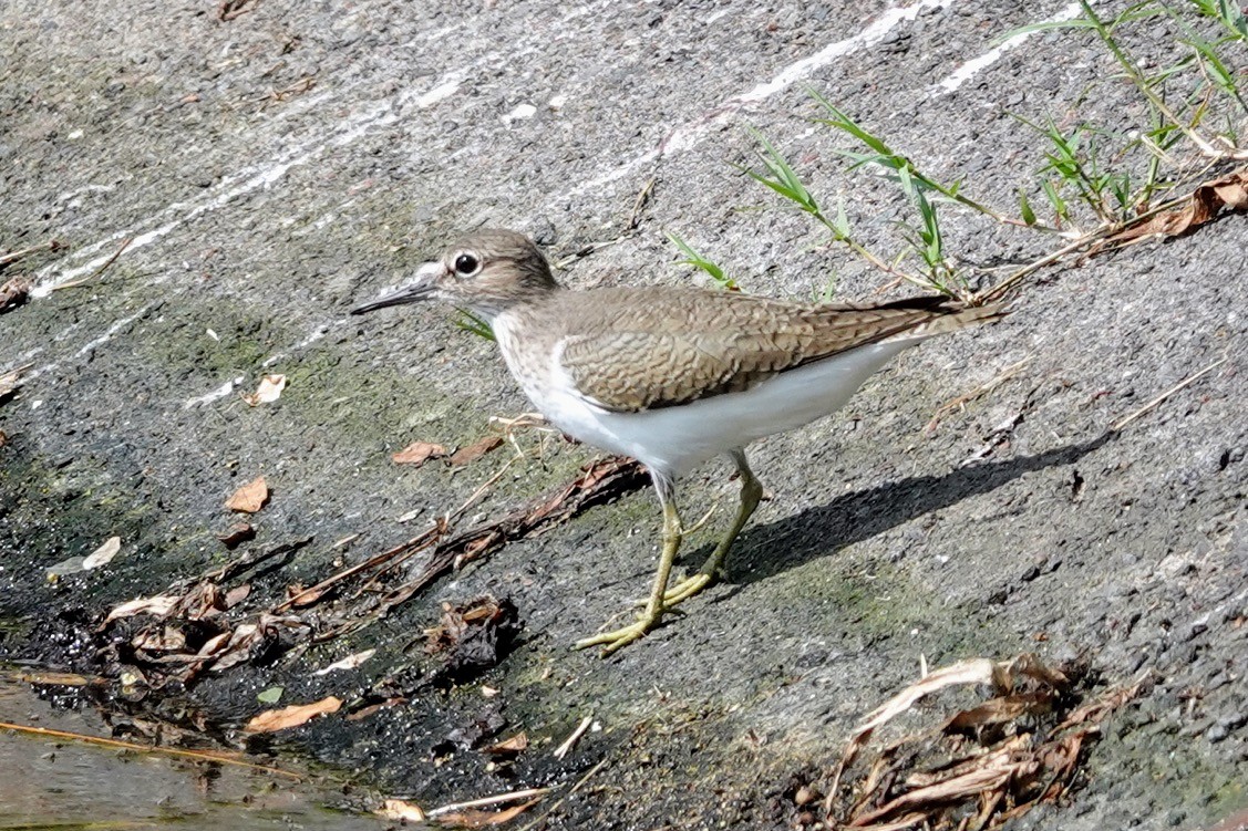 Common Sandpiper - Brecht Caers