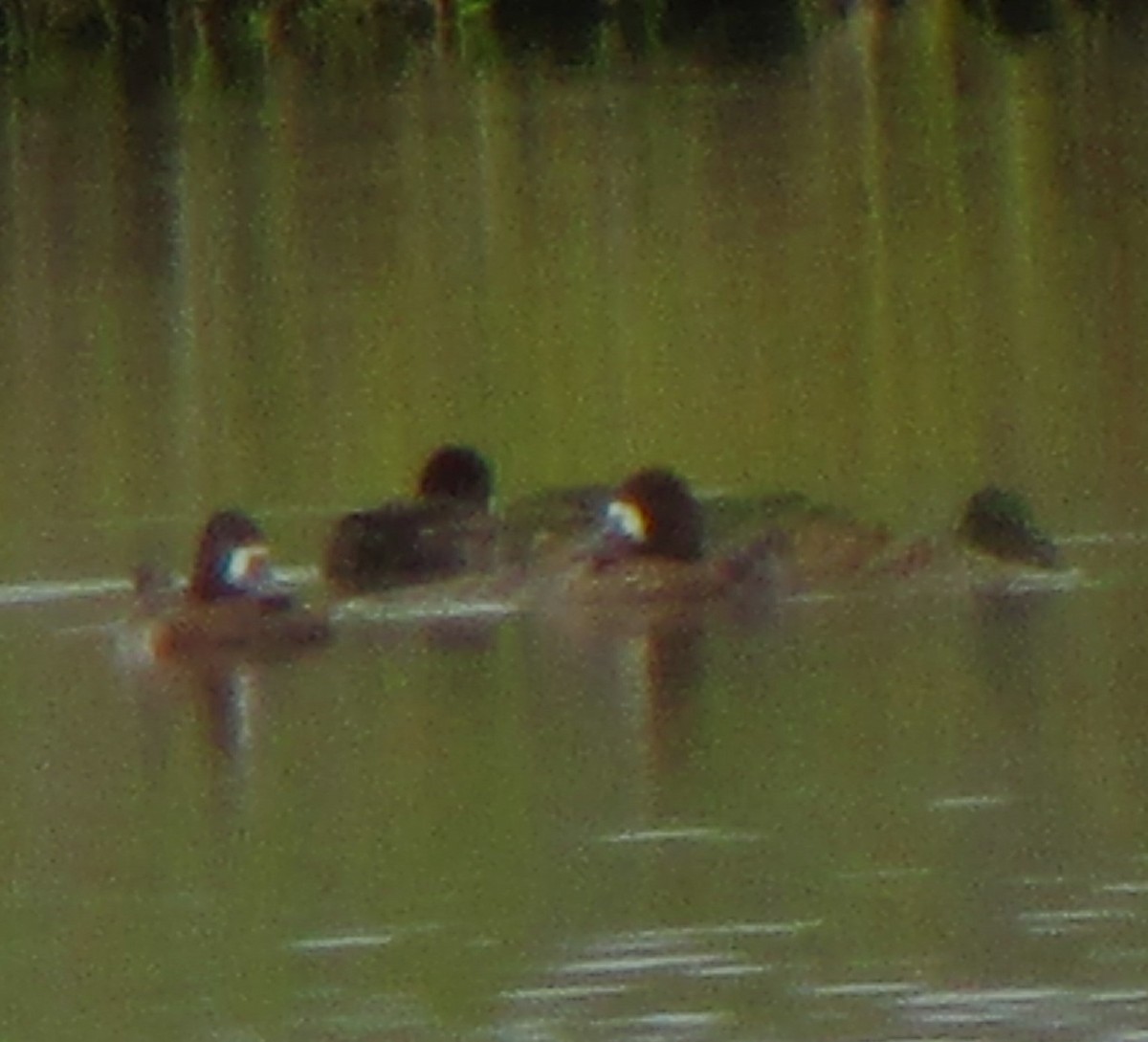 Lesser Scaup - Sandy Winkler