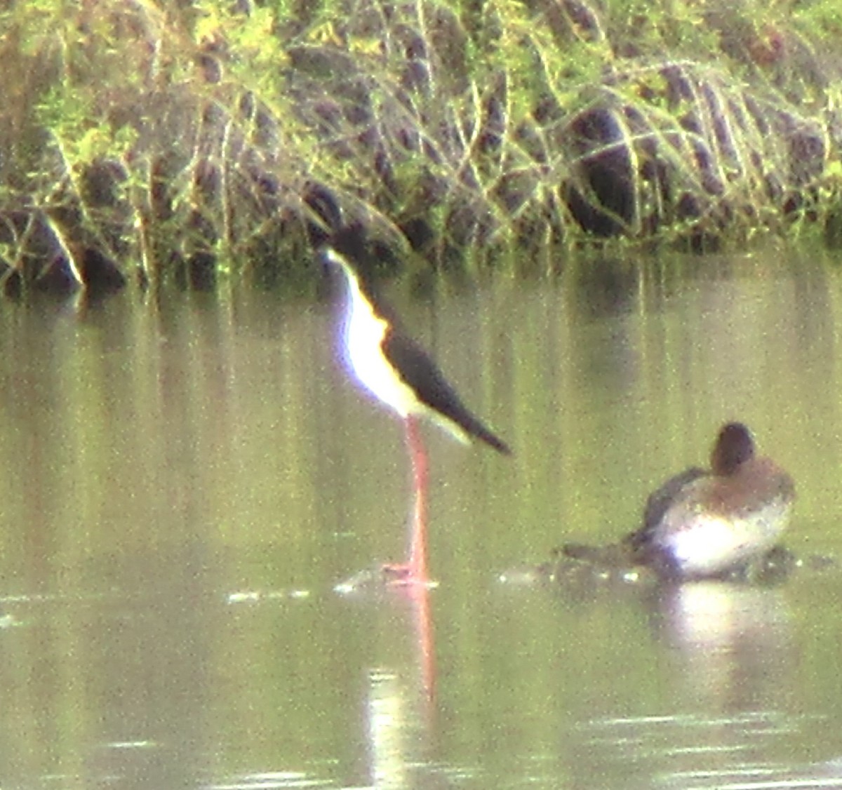 Black-necked Stilt (Hawaiian) - ML617597982