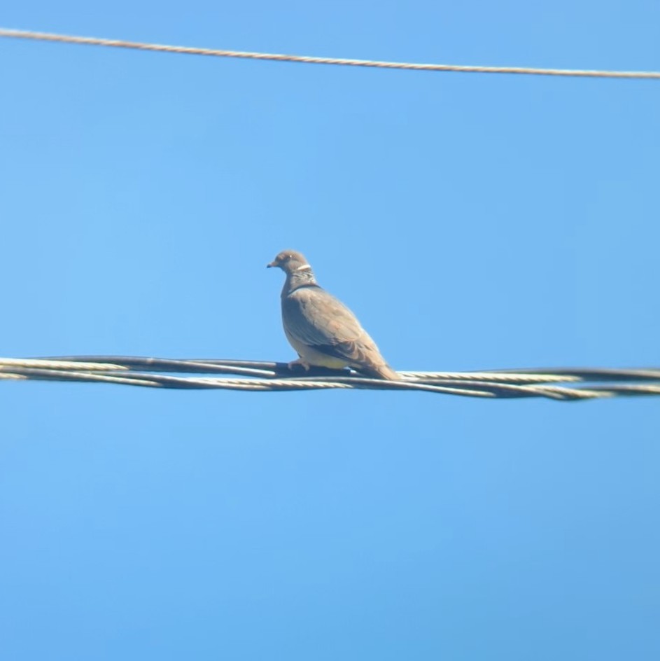 Band-tailed Pigeon - ML617598009