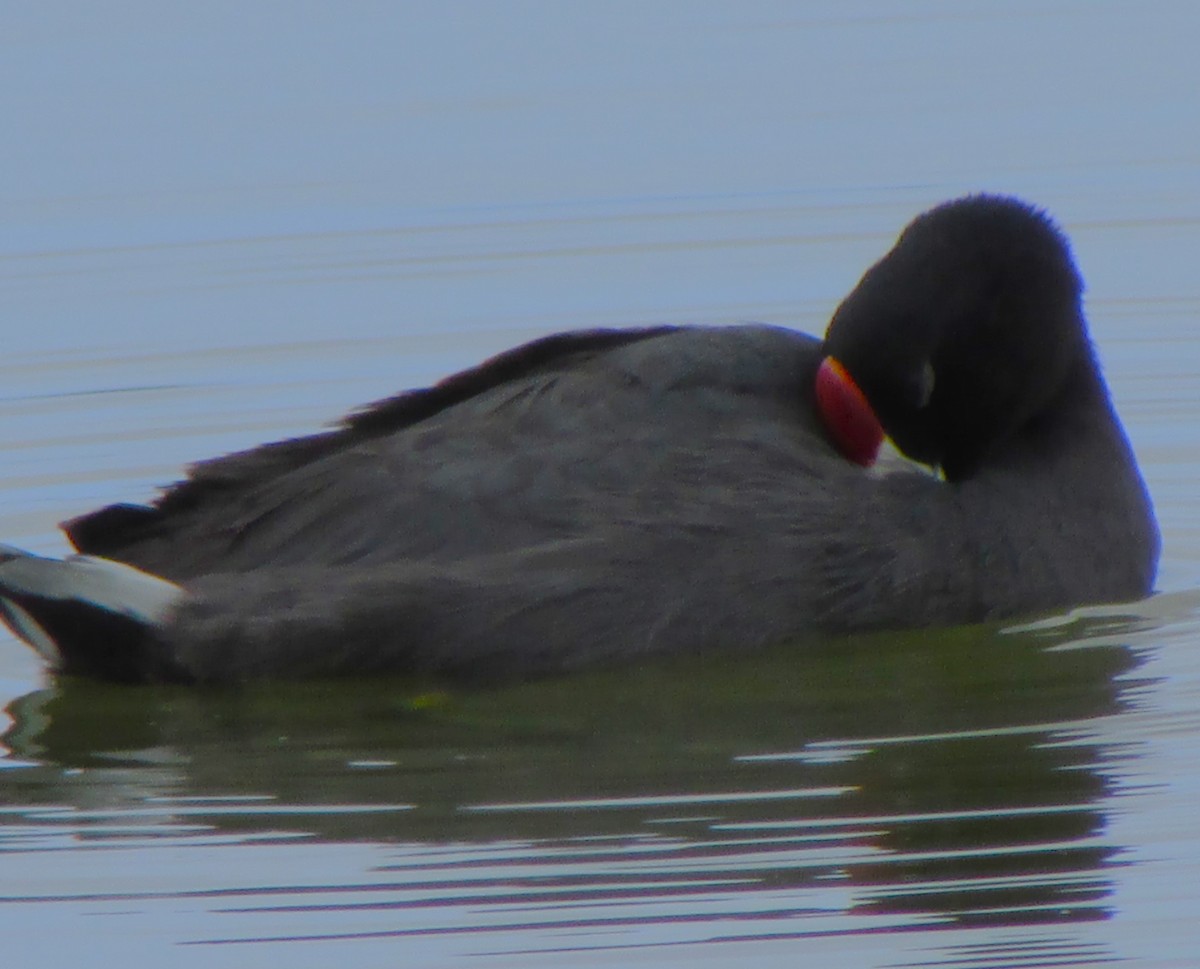 Hawaiian Coot (Red-shielded) - ML617598018