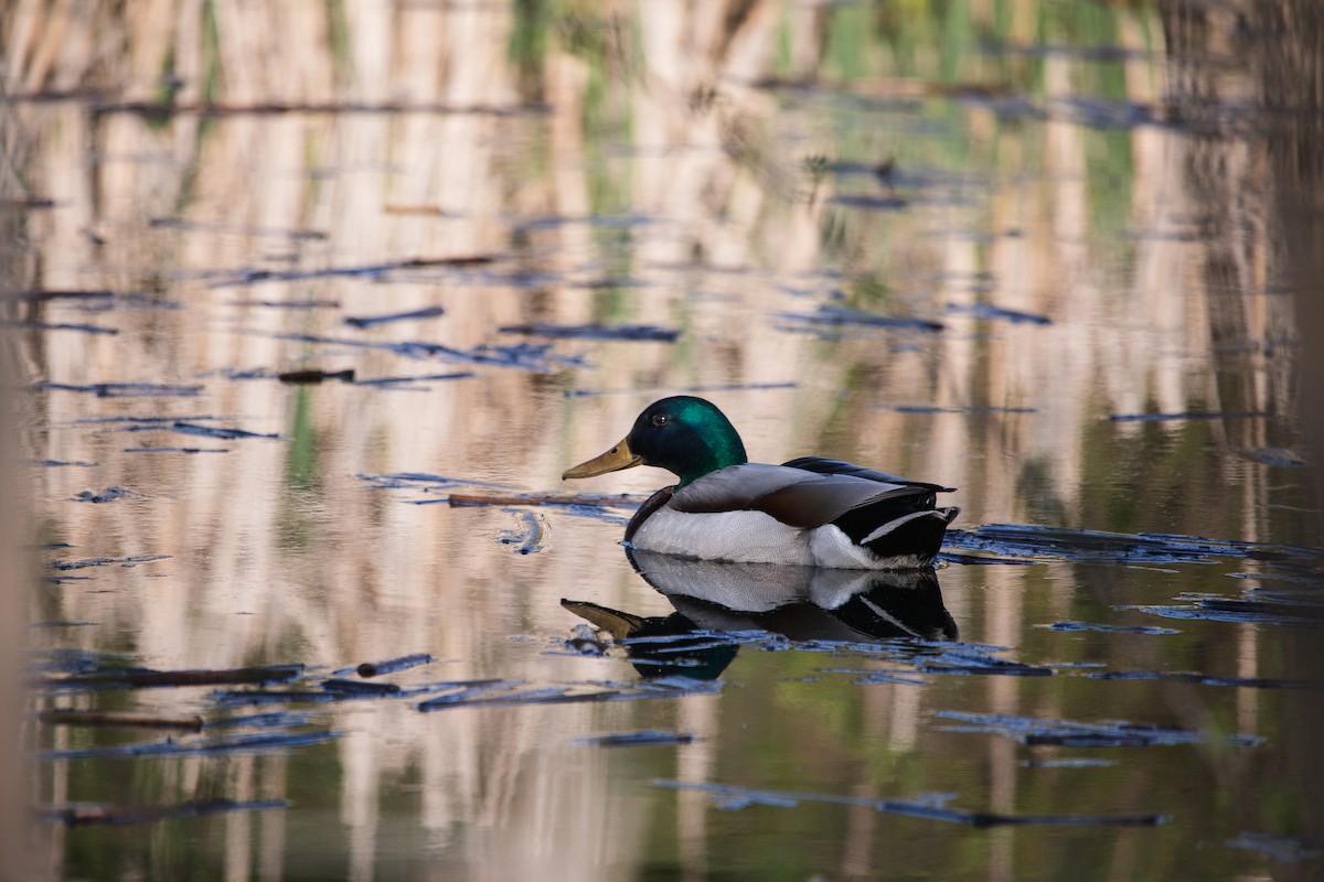 Mallard - Keely Dodds