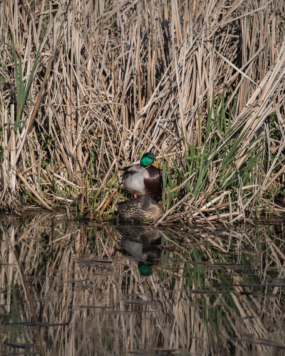 Canard colvert - ML617598023