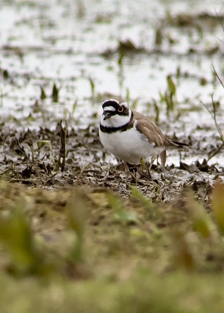 Little Ringed Plover (curonicus) - Nathaniel Dargue