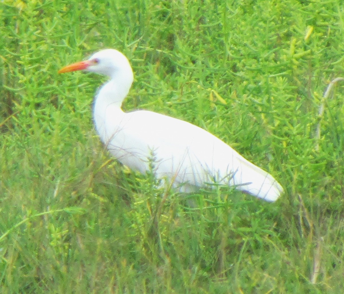 Western Cattle Egret - ML617598033