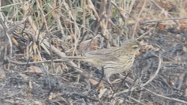 Nilgiri Pipit - ML617598136