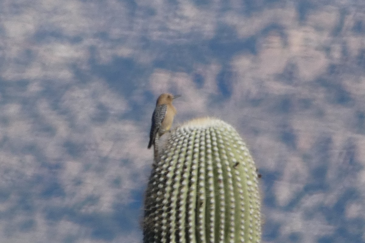 Gila Woodpecker - ML617598145