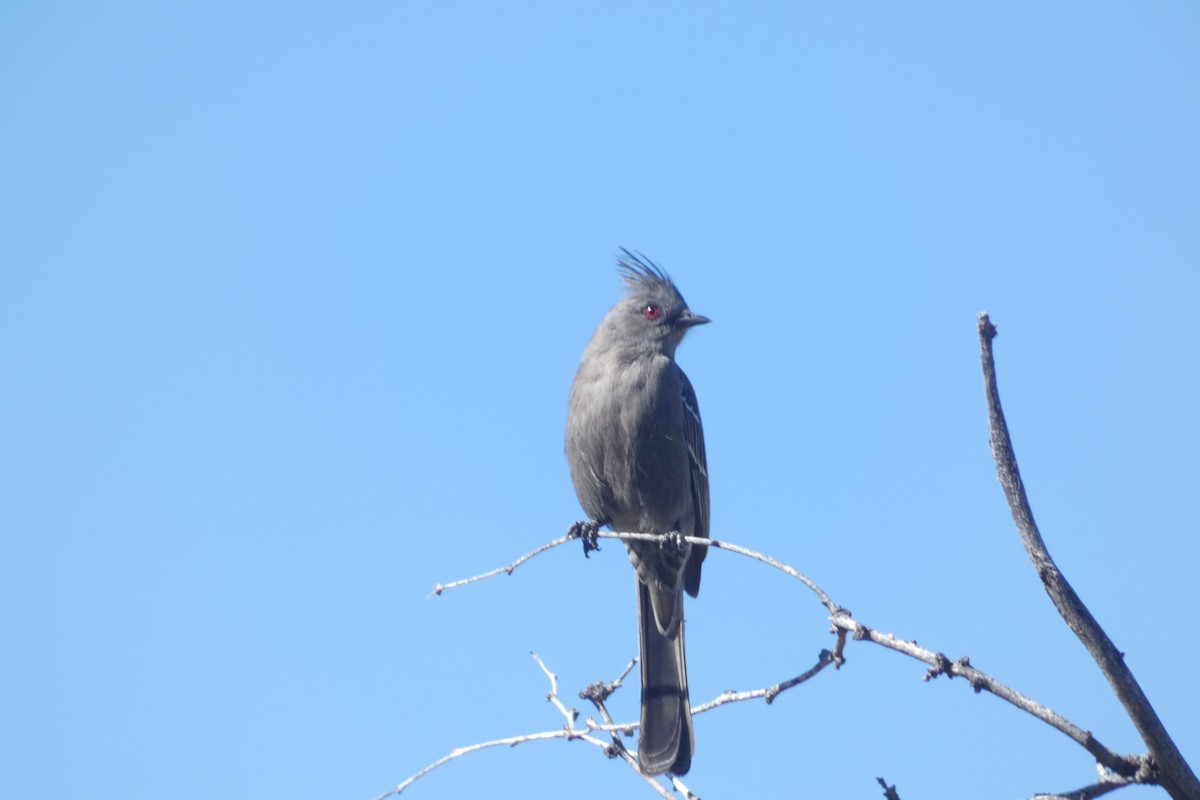 Phainopepla - ML617598154