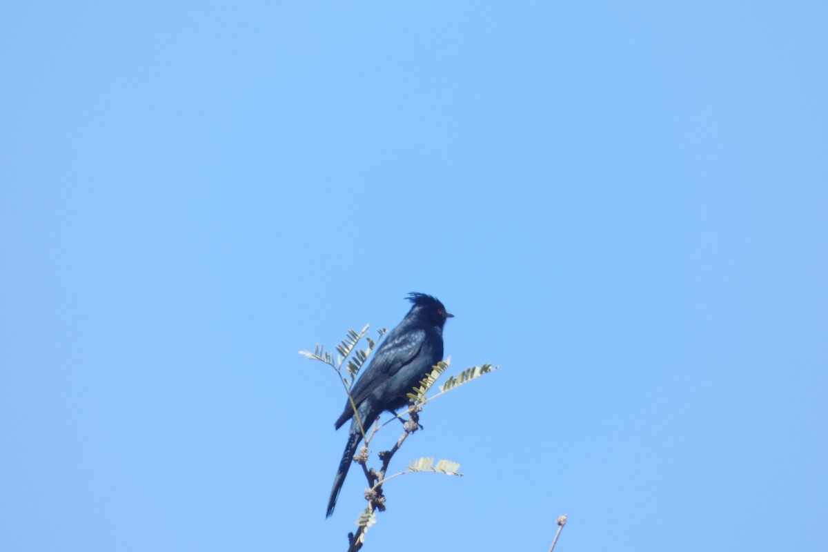 Phainopepla - ML617598156