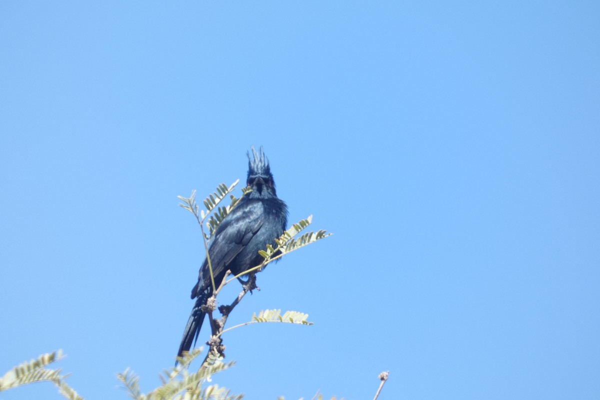 Phainopepla - ML617598158
