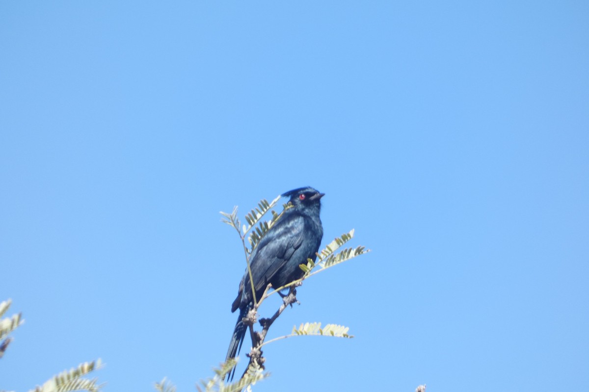 Phainopepla - ML617598159