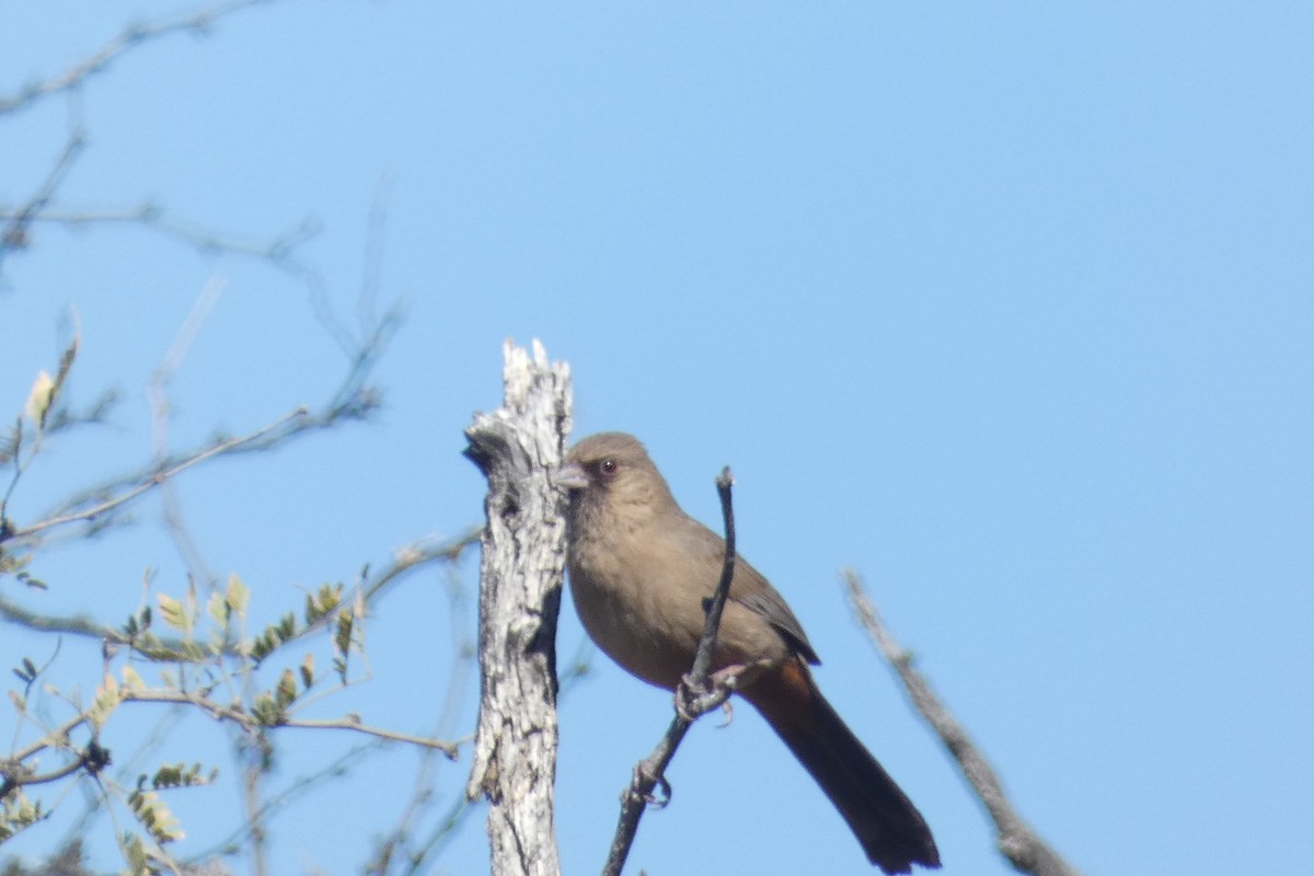 Abert's Towhee - ML617598161