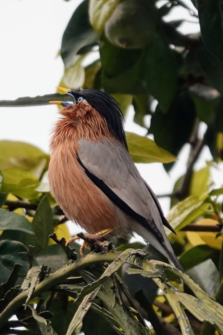 Brahminy Starling - ML617598186