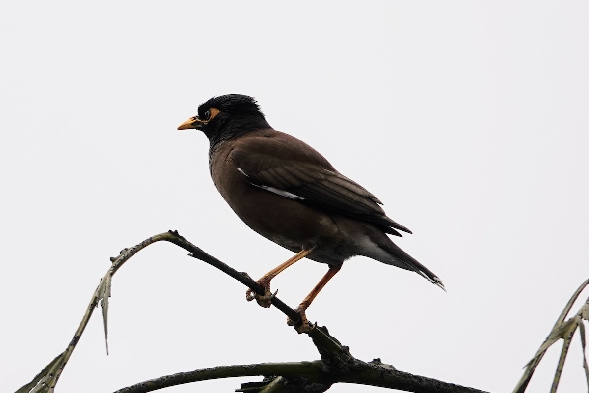 Common Myna - ML617598189